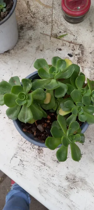 Echeveria elegans pianta succulenta