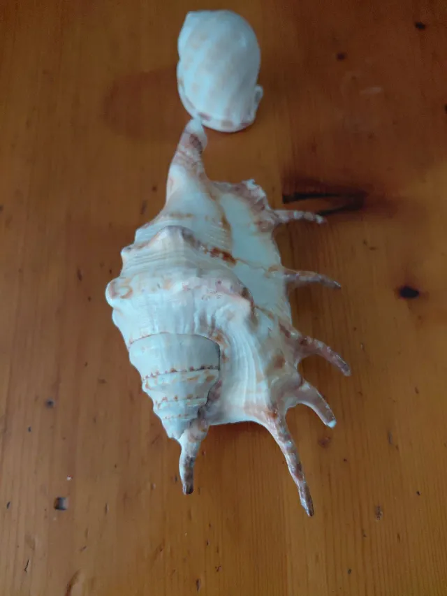 Caracolas marinas decorativas