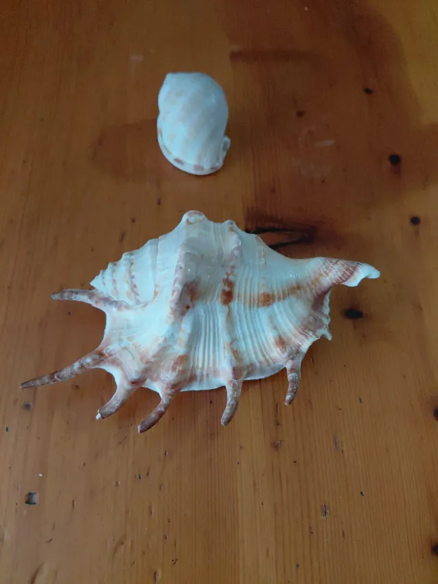 Caracolas marinas decorativas