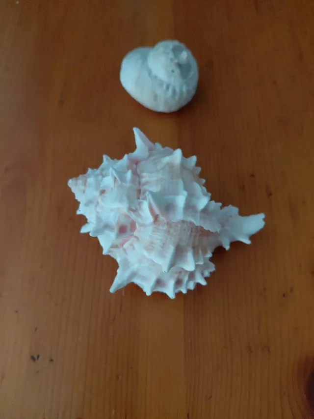 Caracolas marinas decorativas