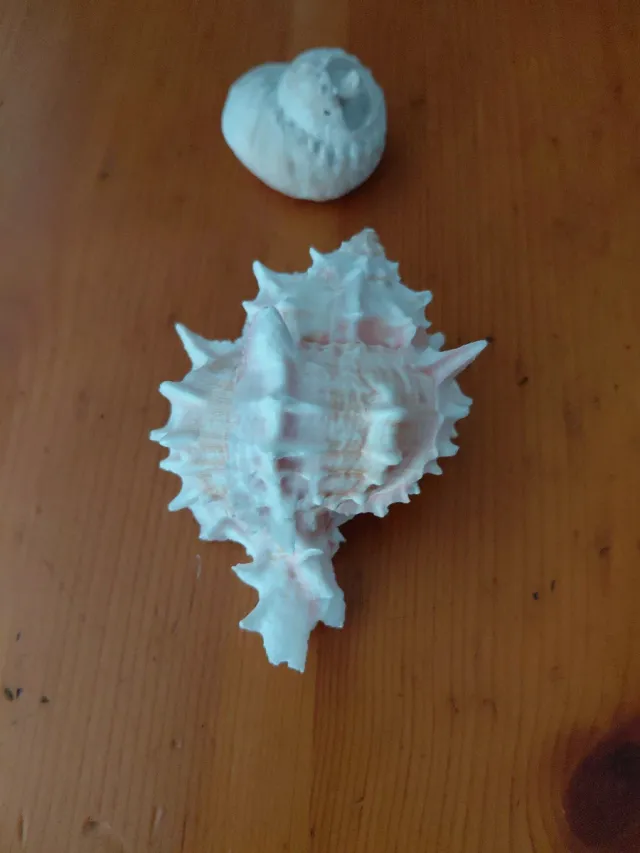 Caracolas marinas decorativas