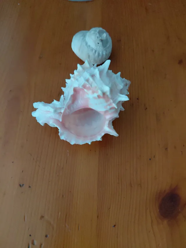 Caracolas marinas decorativas