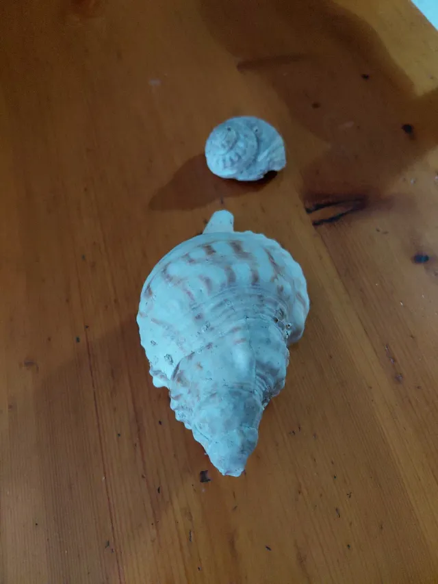 Caracolas marinas decorativas