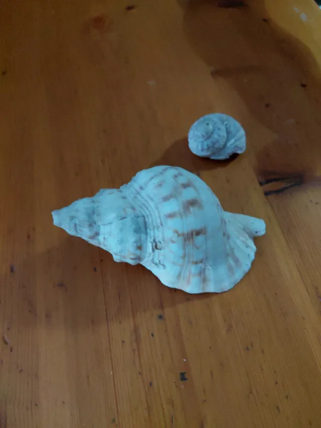 Caracolas marinas decorativas