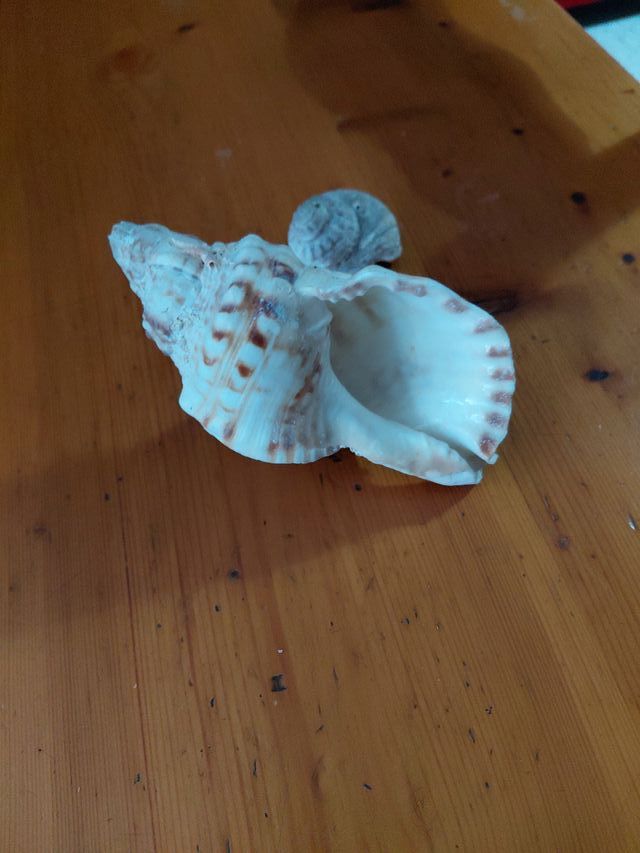 Caracolas marinas decorativas
