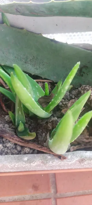 Plantas Aloe Vera