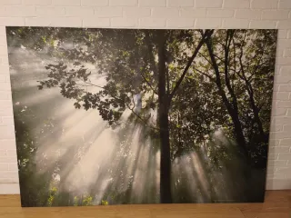 Cuadro Árboles Bosque Rayos de Sol Ikea