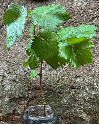 Uva Black Magic - Variedad de mesa (leer todo)