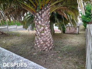 DESBROCES Y LIMPIEZA DE FINCAS EN O CORGO Y LUGO