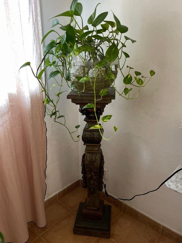 Pie madera antiguo con bola cristal y planta potos