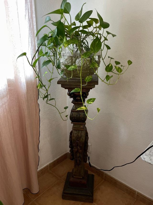 Pie madera antiguo con bola cristal y planta potos