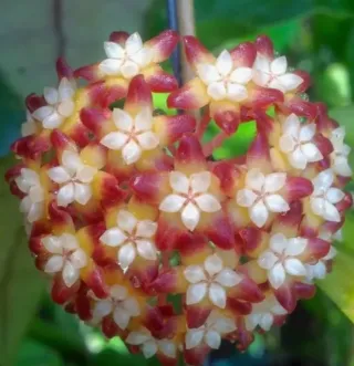 Hoya Callistophylla