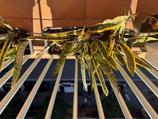 Planta Sansevieria Trifasciata