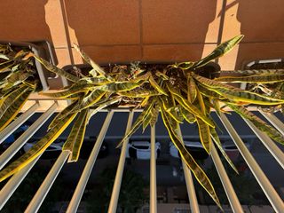 Planta Sansevieria Trifasciata