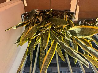 Planta Sansevieria Trifasciata
