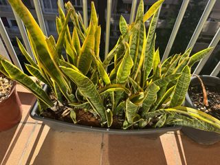 Planta Sansevieria Trifasciata