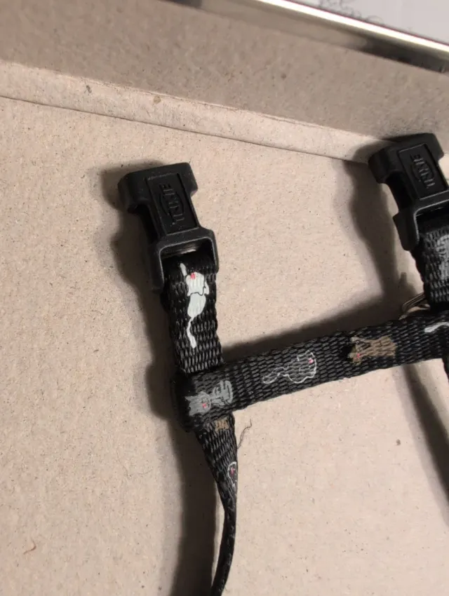 Pettorina e guinzaglio per gatti