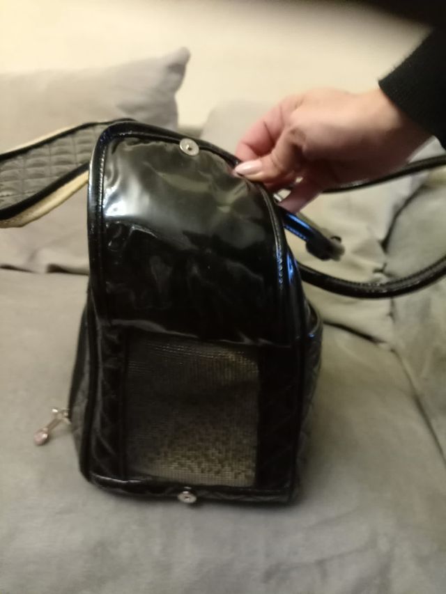 Bolso negro transporting chihuahua.