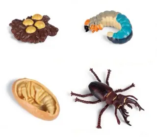 LOTE: Figuras ciclo de la vida