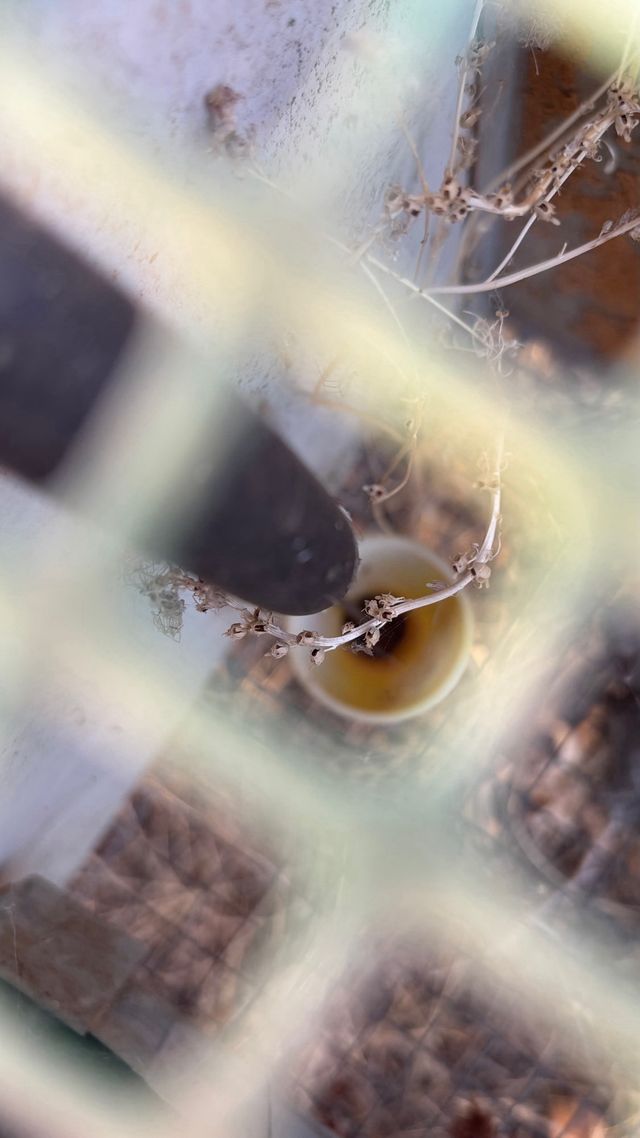 Criadero de perdices