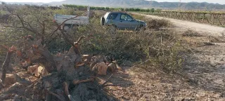 Leña para chimenea,estufas o barbacoa