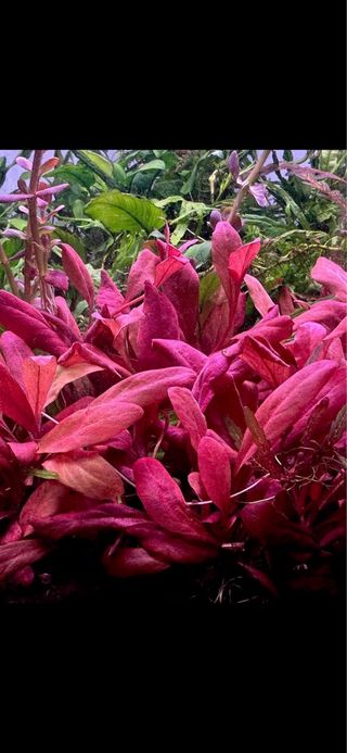 Lote de 10 plantas de acuario INICIACION