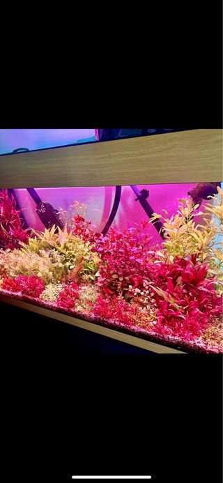 Lote de 10 plantas de acuario INICIACION