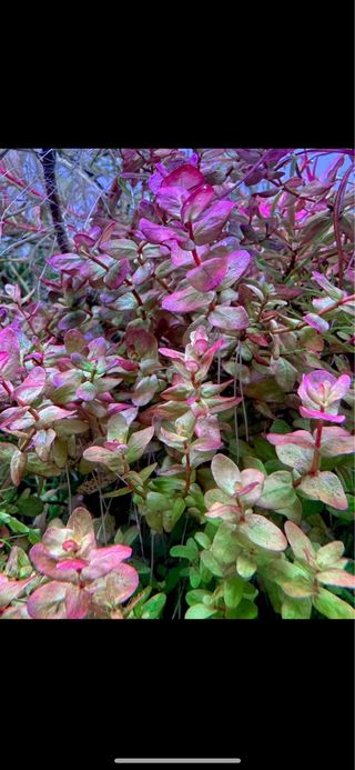Lote de 10 plantas de acuario INICIACION