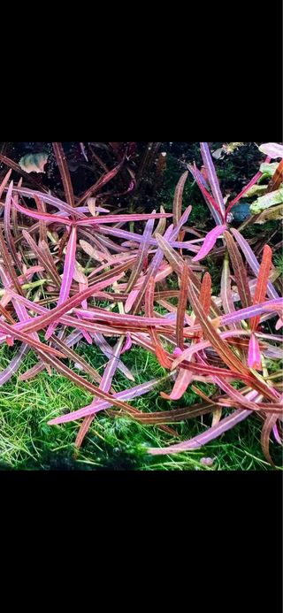 Lote de 10 plantas de acuario INICIACION