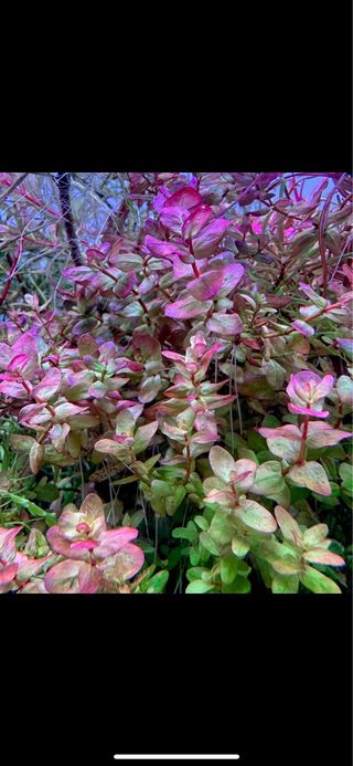 Lote de 12 plantas de acuario INICIACION