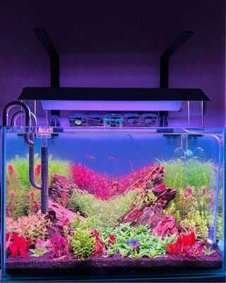 Lote de 12 plantas de acuario INICIACION