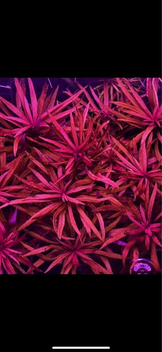 Lote de 15 plantas de acuario INICIACION
