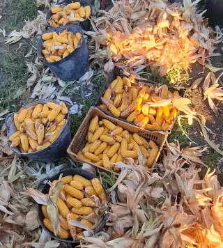 Millo en espiga de este año