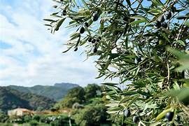 Instalación Solar Almazara 15000W