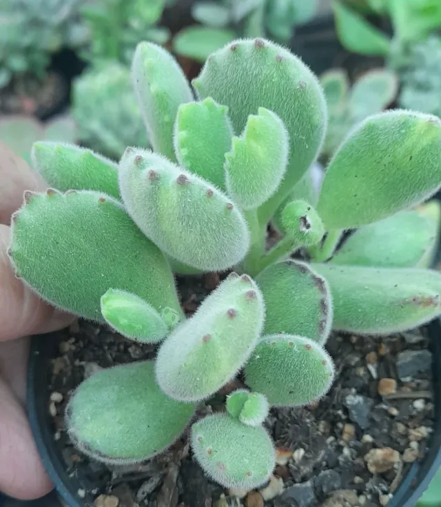 Cotyledon Tomentosa Variegata 8.5cm