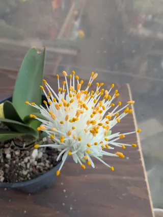 Haemanthus albiflos