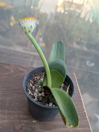 Haemanthus albiflos