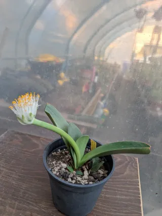 Haemanthus albiflos