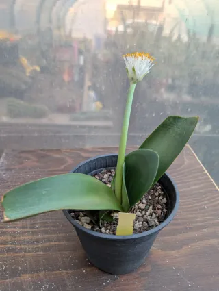 Haemanthus albiflos