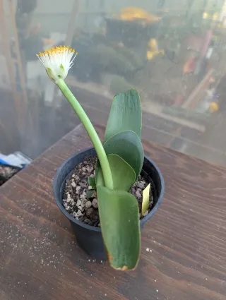 Haemanthus albiflos