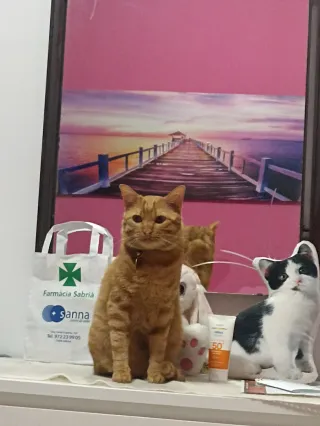 Cuidadora de gatos a domicilio