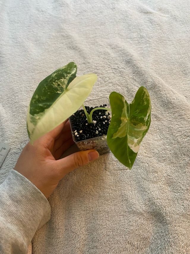 Alocasia Frydek Variegata n.2