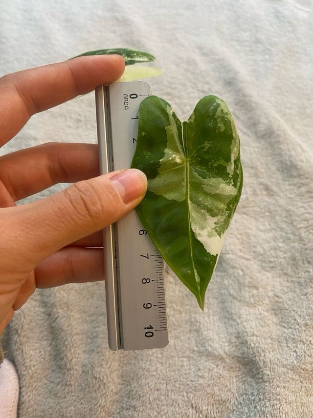 Alocasia Frydek Variegata n.2