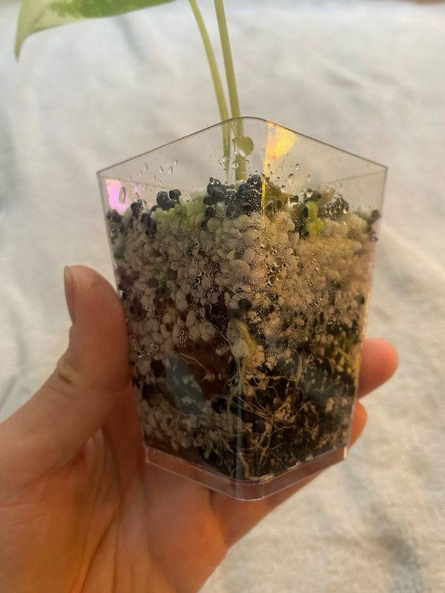 Alocasia Frydek Variegata n.2