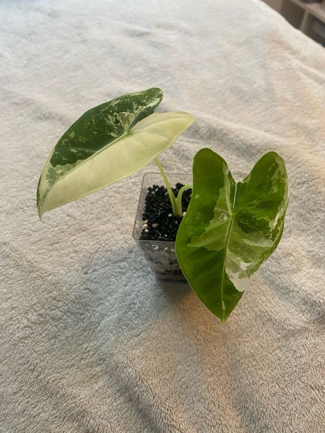 Alocasia Frydek Variegata n.2