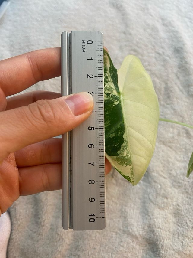 Alocasia Frydek Variegata n.2