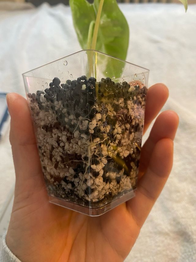 Alocasia Frydek Variegata n.2