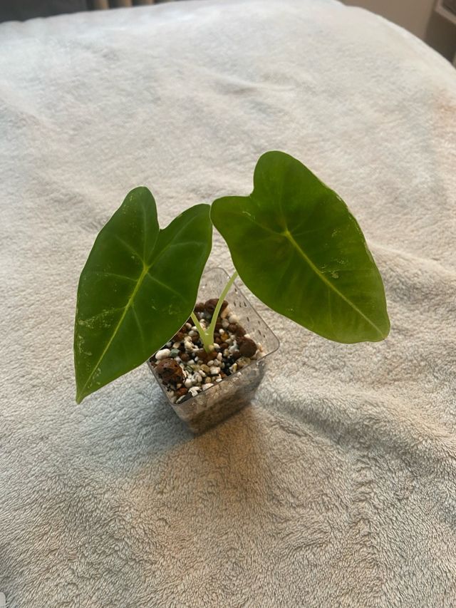 Alocasia Frydek (Low) Variegata n.1