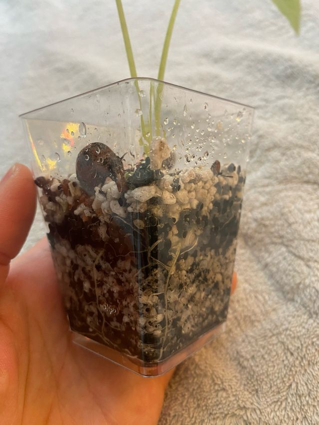 Alocasia Frydek (Low) Variegata n.1