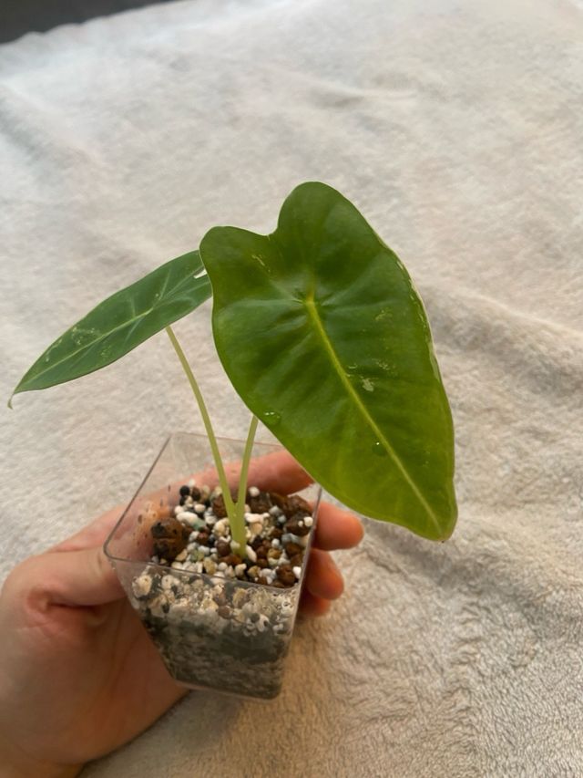 Alocasia Frydek (Low) Variegata n.1